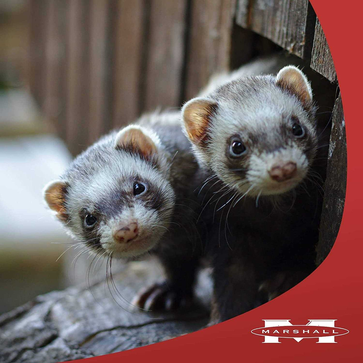 Ferret Treats W6794