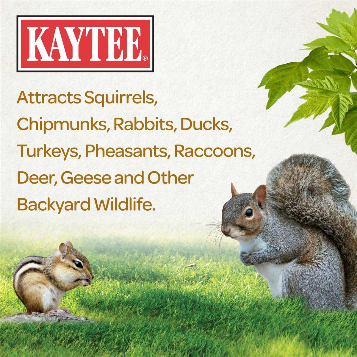 Squirrel Food W4831