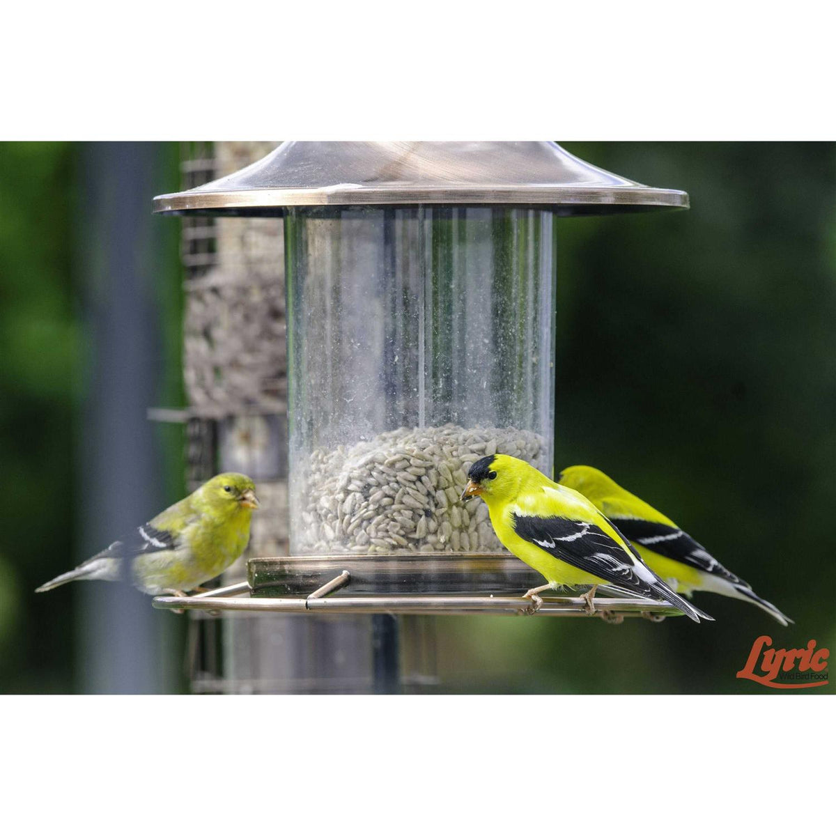 Sunflower Kernels Pet Supplies J247